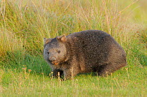 Common wombat (Vombatus ursinus) portrait, Tasmania, Australia, February
