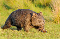 Common wombat (Vombatus ursinus) walking, Tasmania, Australia, February