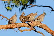 Four Crested pigeons (Ocyphaps lophotes) roosting, New South Wales, Australia, October