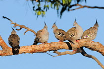 Five Crested pigeons (Ocyphaps lophotes) roosting on branch, New South Wales, Australia, October