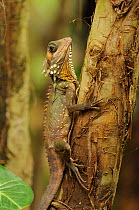 Boyd's forest dragon (Gonocephalus / Hypsilurus boydii) on tree trunk, The Wet Tropics World Heritage Area rainforest, North Queensland, Australia, November