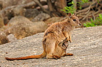 Mareeba rock wallaby (Petrogale mareeba) female with joey in pouch, near Mareeba, Queensland, Australia, November