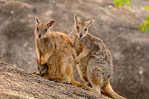 Mareeba rock wallaby (Petrogale mareeba) family, near Mareeba, Queensland, Australia, November