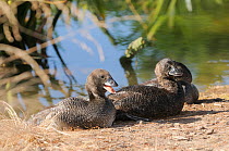 Juvenile Musk ducks (Biziura lobata) at edge of lake, Victoria, Australia, December