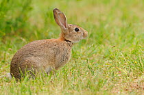 Rabbit (Oryctolagus cuniculus) feeding on long piece of grass, Tasmania, Australia, January