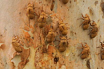 Stag beetle chrysalis cases on Eucalypt tree, Queensland, Australia, November