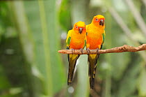Sun conure (Aratinga solstitialis) pair perched on branch, Captive