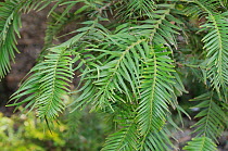 Wollemi pine (Wollemia nobilis) needles, Canberra Botanical Gardens, Australia, September. Critically endangered.