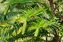 Wollemi pine (Wollemia nobilis) showing male cones, Canberra Botanical Gardens, Australia, September. Critically endangered.