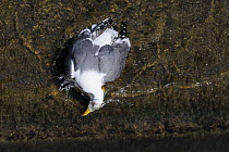 Looking down on a Lesser black-backed gull (Larus fuscus) bathing in the River Avon on the edge of Pulteney weir, Bath, Somerset, UK, April.