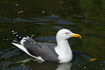 Lesser black-backed gull (Larus fuscus) on freshwater pond, Victoria park, Bath, Somerset, UK, April.