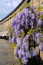 Wisteria flowering on railings, Royal Crescent, Bath, Somerset, UK, April.