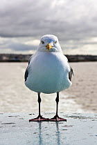 Portrait of Gull (Laridae) on board the Ardrossan to Brodick Ferry, Scotland, August 2011.
