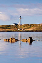 Seal (Phoca vitulina) on rock at Seal Shore Campsite, with Pladda Lighthouse beyond. Kildonan, Arran, Scotland, August 2011.