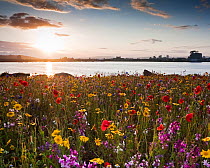 Cardiff Bay in the evening, with meadow flowers on the Barrage. Cardiff, Wales, July 2011.
