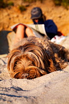 Maisie (3/4 Tibetan Terrier, 1/4 Cocker Spaniel), waiting in the sand while owner reads the paper. Old Quay beach, St. Martin's, Isles of Scilly, UK, October 2011. Model released. (This image may be l...