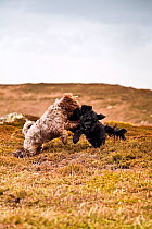 Two dogs playfighting on the coast. St. Martin's. Maisie (3/4 Tibetan Terrier, 1/4 Cocker Spaniel) and Gonzo (1/2 Tibetan, 1/2 Cocker). Isles of Scilly, Cornwall, UK, January 2012.