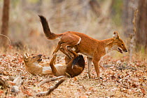 Dhole / Indian Wild Dogs (Cuon alpinus) play fighting. Satpura National Park, Madhya Pradesh, India.