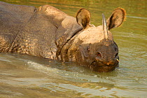 Indian Rhinoceros (Rhinoceros unicornis) bathing. Chitwan National Park, Nepal, Asia.