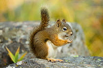 Red / Pine Squirrel (Tamiasciurus hudsonicus) feeding on lodgepole nut. Yellowstone National Park, Wyoming, USA, September.