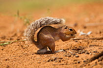 African Ground Squirrel (Xerus sp.) foraging in sand while using its tail to shade itself. Samburu Game Reserve, Kenya, East Africa.