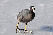 Coot (Fulica atra) on frozen lake, Picardy, Aisne, France February