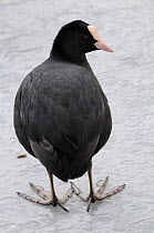 Coot (Fulica atra) rear view standing on frozen lake, Picardy, Aisne, France February