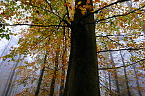 European beech trees (Fagus sylvatica) in autumn mist, Retz Forest, Aisne, Picardy, France, November