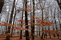 European beech trees (Fagus sylvatica) in autumn mist, Retz Forest, Aisne, Picardy, France, February