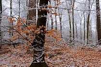 European beech trees (Fagus sylvatica) in winter frost, Retz Forest, Aisne, Picardy, France, February