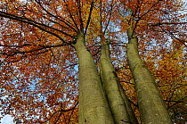 European beech trees (Fagus sylvatica) looking up at canopy in autumn colours, Retz Forest, Aisne, Picardy, France, November