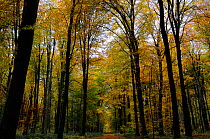 European beech trees (Fagus sylvatica) in autumn colours, Retz Forest, Aisne, Picardy, France, November
