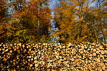 European beech trees (Fagus sylvatica) pile of Beech logs infront of trees in autumn colours, Retz Forest, Aisne, Picardy, France, November
