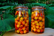 Cherries bottled in alcohol (Prunus sp) France