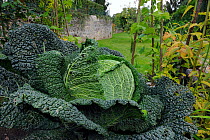 Cabbage (Brassica oleracea capitata) growing in a  garden, France