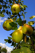 Pears (Pyrus communis) ripening on tree, France, September