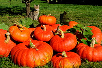 Pumpkins 'Rouge D'etampes' (Cucurbita sp) in garden with Domestic cat sitting nearby, France