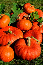 Ambercup 'Red curry' and Pumpkins 'Rouge D'etampes' (Cucurbita sp) in garden, France