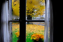 Looking out of window to garden with rain on window pane, Autumn, Aisne, Picardy, France 2010