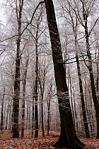 European beech trees (Fagus sylvatica) in winter frost, Retz Forest, Aisne, Picardy, France, Feburary