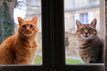 Two Domestic cats outdoors  looking in through window, France