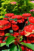 Cherries (Prunus sp) arranged around  home made cherry jam in jars, France. June