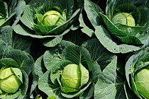 Cabbages (Brassica oleracea capitata) growing in vegetable garden, France, June