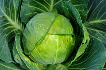Cabbage (Brassica oleracea capitata) growing in vegetable garden, France, June
