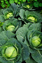 Cabbages (Brassica oleracea capitata) growing in vegetable garden, France, June