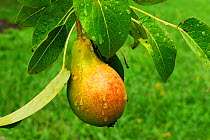 Pear (Pyrus communis) growing on tree in garden, France, June