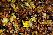 Fallen leaves carpet the forest floor in autumn colours, Retz Forest, Aisne, Picardy, France, November