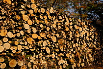 European beech trees (Fagus sylvatica) large pile of felled logs, Retz Forest, Aisne, Picardy, France, November