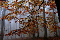 European beech trees (Fagus sylvatica) in autumn mist, Retz Forest, Aisne, Picardy, France, November