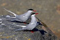 Two Arctic terns (Sterna paradisaea) on rock, Porvoo, Finland, May